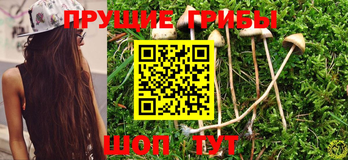 купить наркотики цена  Псилоцибиновые грибы Psilocybine cubensis  Вход с VPN  Кировск 