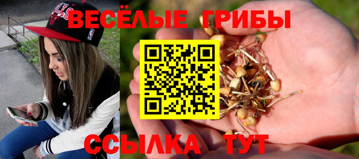 Псилоцибиновые грибы Psilocybe Кировск